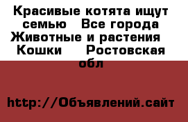 Красивые котята ищут семью - Все города Животные и растения » Кошки   . Ростовская обл.